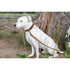 EuroDog Celtic Sport Khaki Leather Dog Collar - Poudre Pet & Feed Supply 4